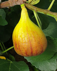 Bio Feige Steckholz Alpengarten