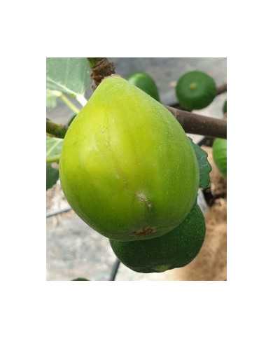 biofeigesteckholzariane biofeigesteckholzariane