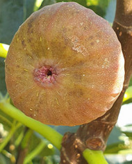 Bio Feige Steckholz Baumfeige