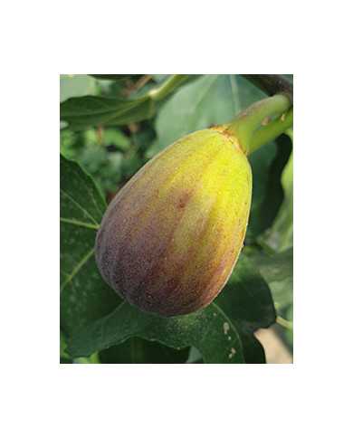 Bio Feige Steckholz Bifara (**)