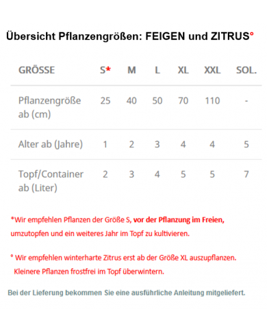 Bio Feige Steckholz Bifara (**)
