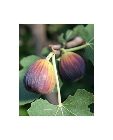 biofeigesteckholzblackjack