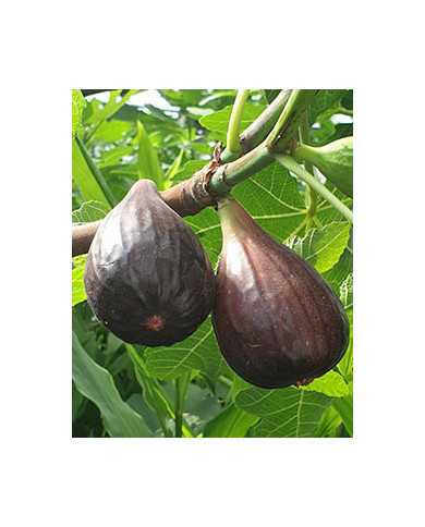 Bio Feige Steckholz Black Mission (**) Bio Feige Steckholz Black Mission (**)