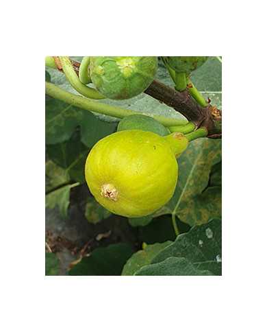 biofeigesteckholzbourjasotteblanche biofeigesteckholzbourjasotteblanche