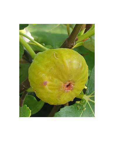 Bio Feige Steckholz Bozener Hausfeige