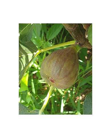 biofeigesteckholzbtvorarlberger