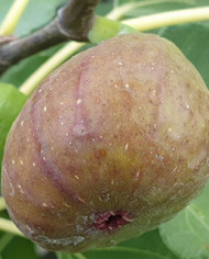 Bio Feige Steckholz BT Vorarlberger