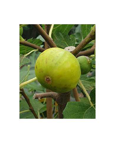 biofeigesteckholzcajungold biofeigesteckholzcajungold