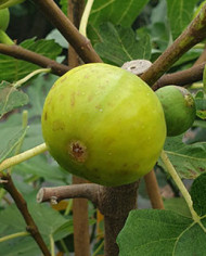 biofeigesteckholzcajungold biofeigesteckholzcajungold