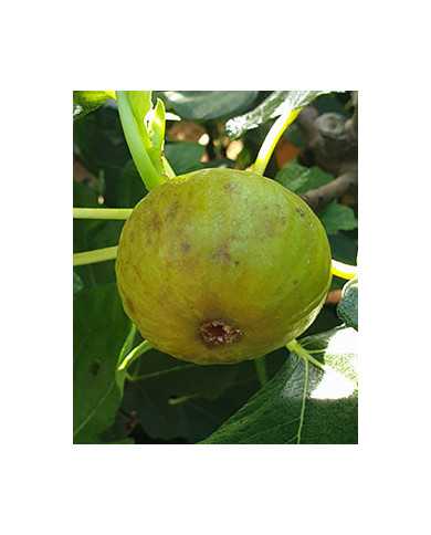 Bio Feige Steckholz Cerretto (*) Bio Feige Steckholz Cerretto (*)