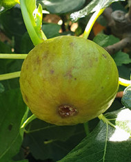 Bio Feige Steckholz Cerretto (*) Bio Feige Steckholz Cerretto (*)