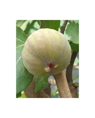 biofeigesteckholzcoldedamablanc biofeigesteckholzcoldedamablanc