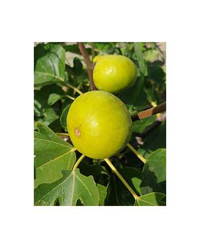 biofeigesteckholzconadria biofeigesteckholzconadria