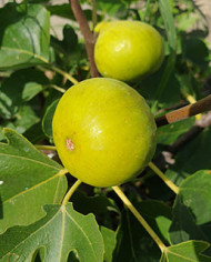 biofeigesteckholzconadria biofeigesteckholzconadria