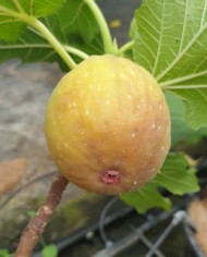 biofeigesteckholzcontessina biofeigesteckholzcontessina