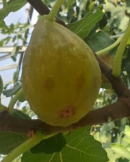 Bio Feige Steckholz Contessina Bio Feige Steckholz Contessina