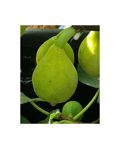 biofeigesteckholzdoréedecapentras