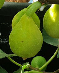 biofeigesteckholzdoréedecapentras biofeigesteckholzdoréedecapentras