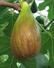 biofeigesteckholzearlydark biofeigesteckholzearlydark