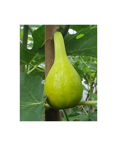 biofeigesteckholzemeraldstrawberry biofeigesteckholzemeraldstrawberry