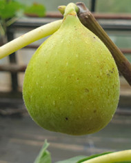 Bio Feige Steckholz Emerald Strawberry (***) Bio Feige Steckholz Emerald Strawberry (***)