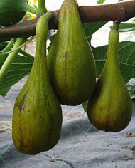 Bio Feige Steckholz Emerald Strawberry (***) Bio Feige Steckholz Emerald Strawberry (***)