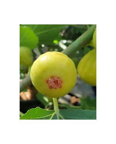 biofeigesteckholzficcolino biofeigesteckholzficcolino