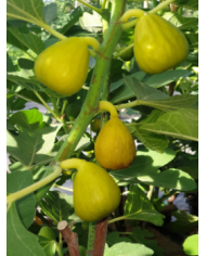 Bio Feige Steckholz Ficcolino Bio Feige Steckholz Ficcolino