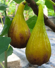 Bio Feige Steckholz Figo moro da Caneva (**) Bio Feige Steckholz Figo moro da Caneva (**)