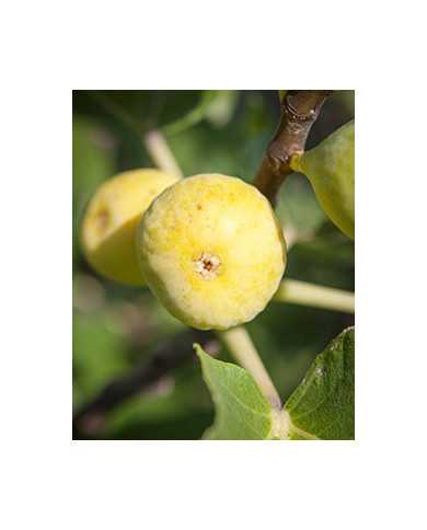 biofeigesteckholzfiguedemarseille biofeigesteckholzfiguedemarseille