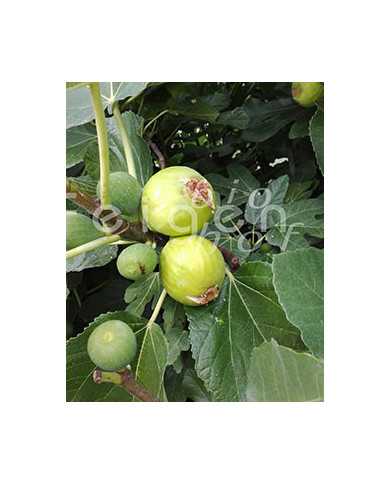 Bio Feige Steckholz Figue de Marseille (**) Bio Feige Steckholz Figue de Marseille (**)