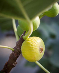 biofeigesteckholzfiguedeparfüm biofeigesteckholzfiguedeparfüm