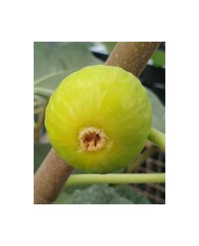 Bio Feige Steckholz Figue de Parfüm (*) Bio Feige Steckholz Figue de Parfüm (*)