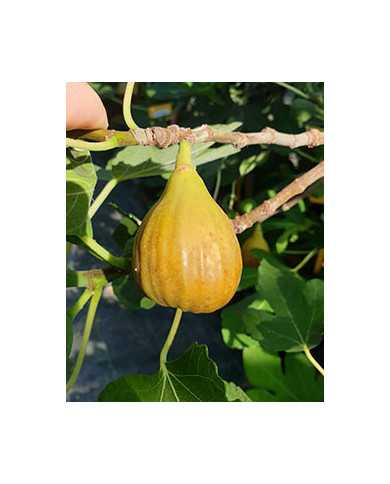 Bio Feige Steckholz Gießhübl Bio Feige Steckholz Gießhübl