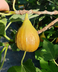 Bio Feige Steckholz Gießhübl Bio Feige Steckholz Gießhübl