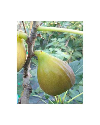 Bio Feige Steckholz Gießhübl Bio Feige Steckholz Gießhübl