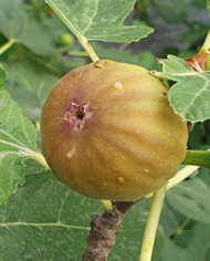 biofeigesteckholzgilette biofeigesteckholzgilette