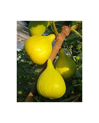 Bio Feige Steckholz Golden Riverside (**) Bio Feige Steckholz Golden Riverside (**)