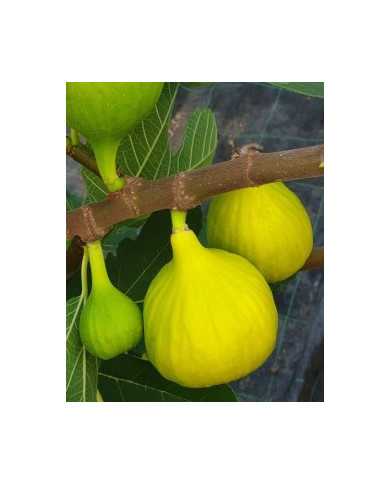 Bio Feige Steckholz Golden Riverside (**) Bio Feige Steckholz Golden Riverside (**)