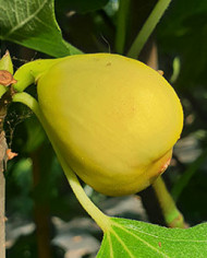 biofeigesteckholzhardyyellow biofeigesteckholzhardyyellow