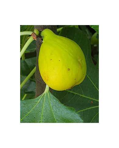 Bio Feige Steckholz Hardy Yellow (*) Bio Feige Steckholz Hardy Yellow (*)