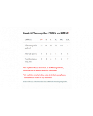 Bio Feige Steckholz Hircana (**) Bio Feige Steckholz Hircana (**)