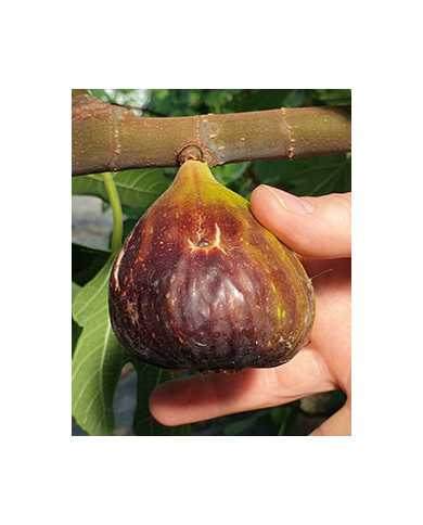 Bio Feige Steckholz Israel (**) Bio Feige Steckholz Israel (**)