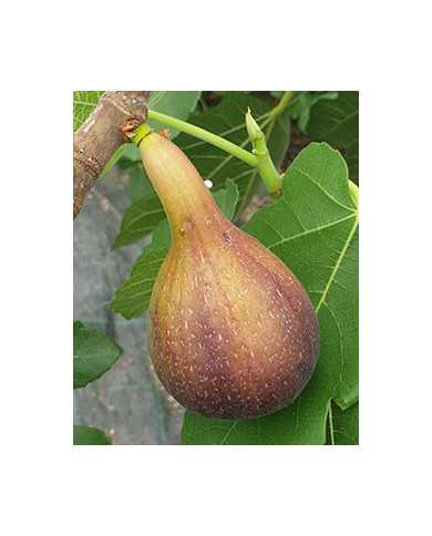 biofeigesteckholzitalianeverbearing biofeigesteckholzitalianeverbearing