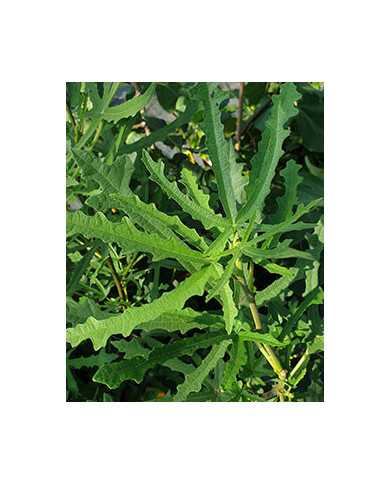 biofeigesteckholzjohannisfeige