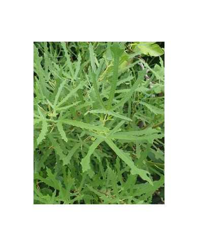 Bio Feige Steckholz Johannisfeige (*)