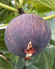 biofeigesteckholzjordan biofeigesteckholzjordan