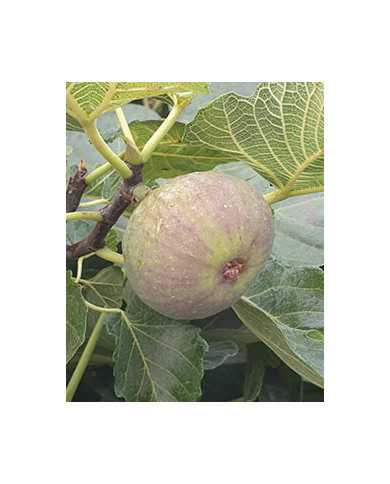 Bio Feige Steckholz Jordan (*)