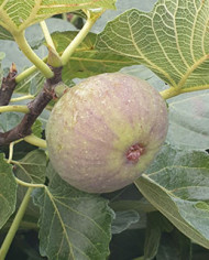 Bio Feige Steckholz Jordan (*) Bio Feige Steckholz Jordan (*)