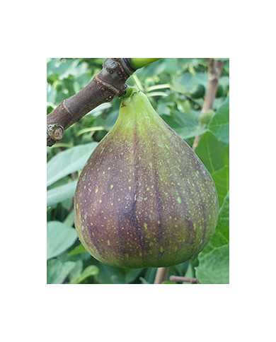 biofeigesteckholzkadotablack